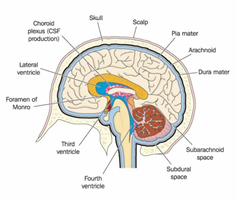 Cerebral Spinal Fluid