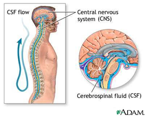 Cerebral Spinal Fluid